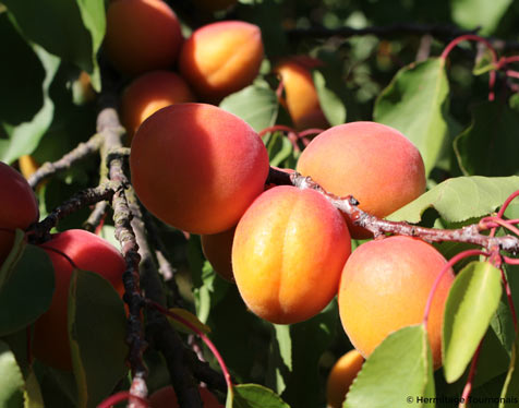 abricots recolte