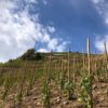 vignes drome