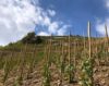 vignes drome